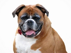 Old boxer dog