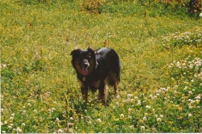 Bazil as a handsome young dog