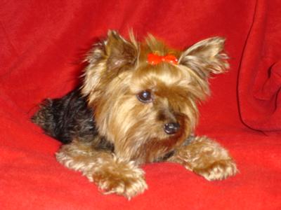 Pookie in 2006