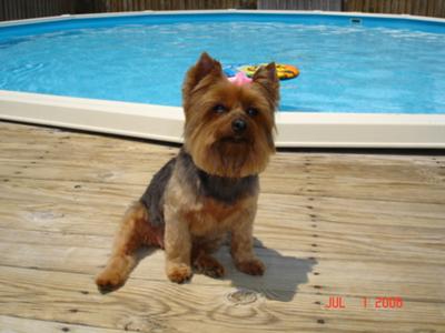 Pookie By the pool...Chillin for a picture