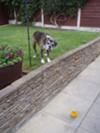 Just throw the ball